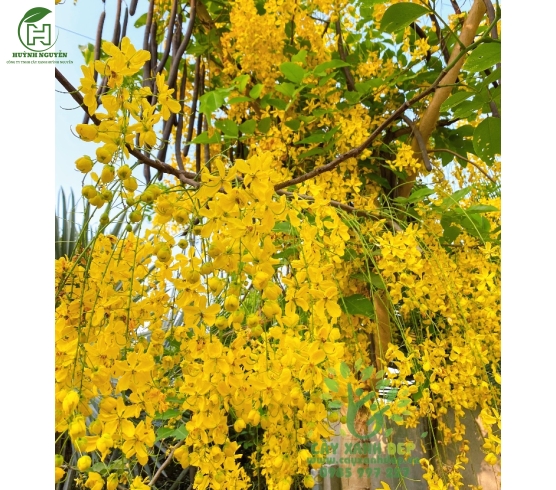 Cây Osaka hoa vàng 