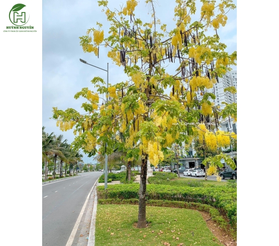 Cây Osaka hoa vàng 