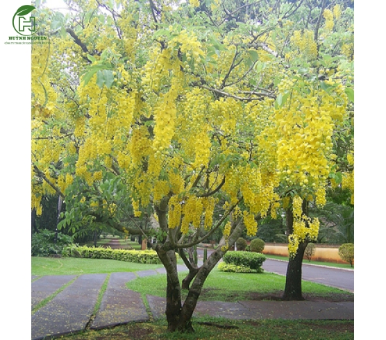 Cây Osaka hoa vàng 