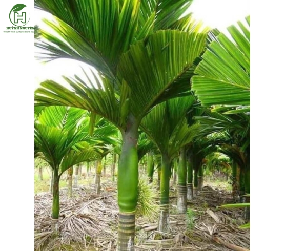 Cây cau bẹ trắng