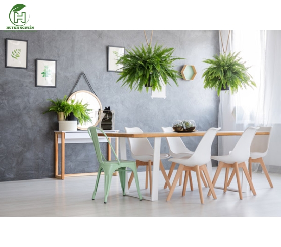 Cây Dương Xỉ