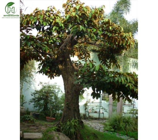 Cây vú sữa
