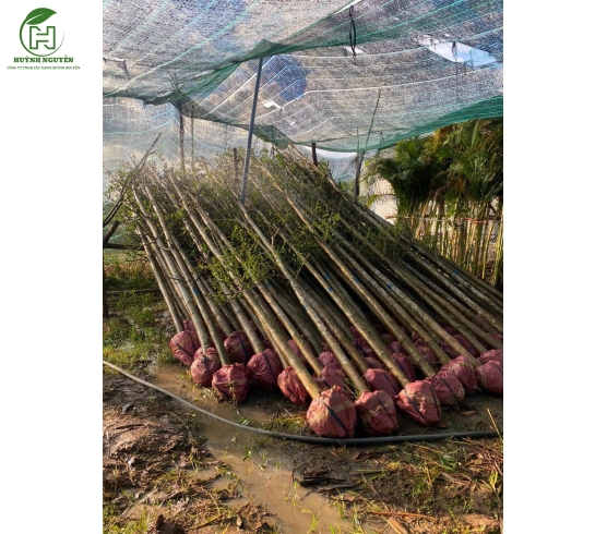CÂY CẢNH