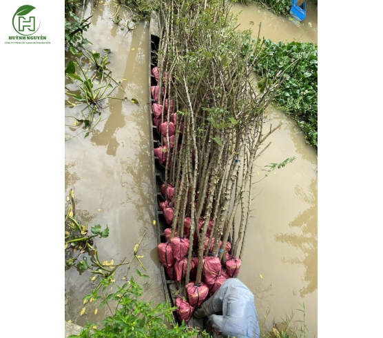 MUỒNG HOA ĐÀO