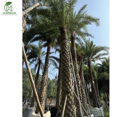 Cây chà là lóng cao từ 1-3m